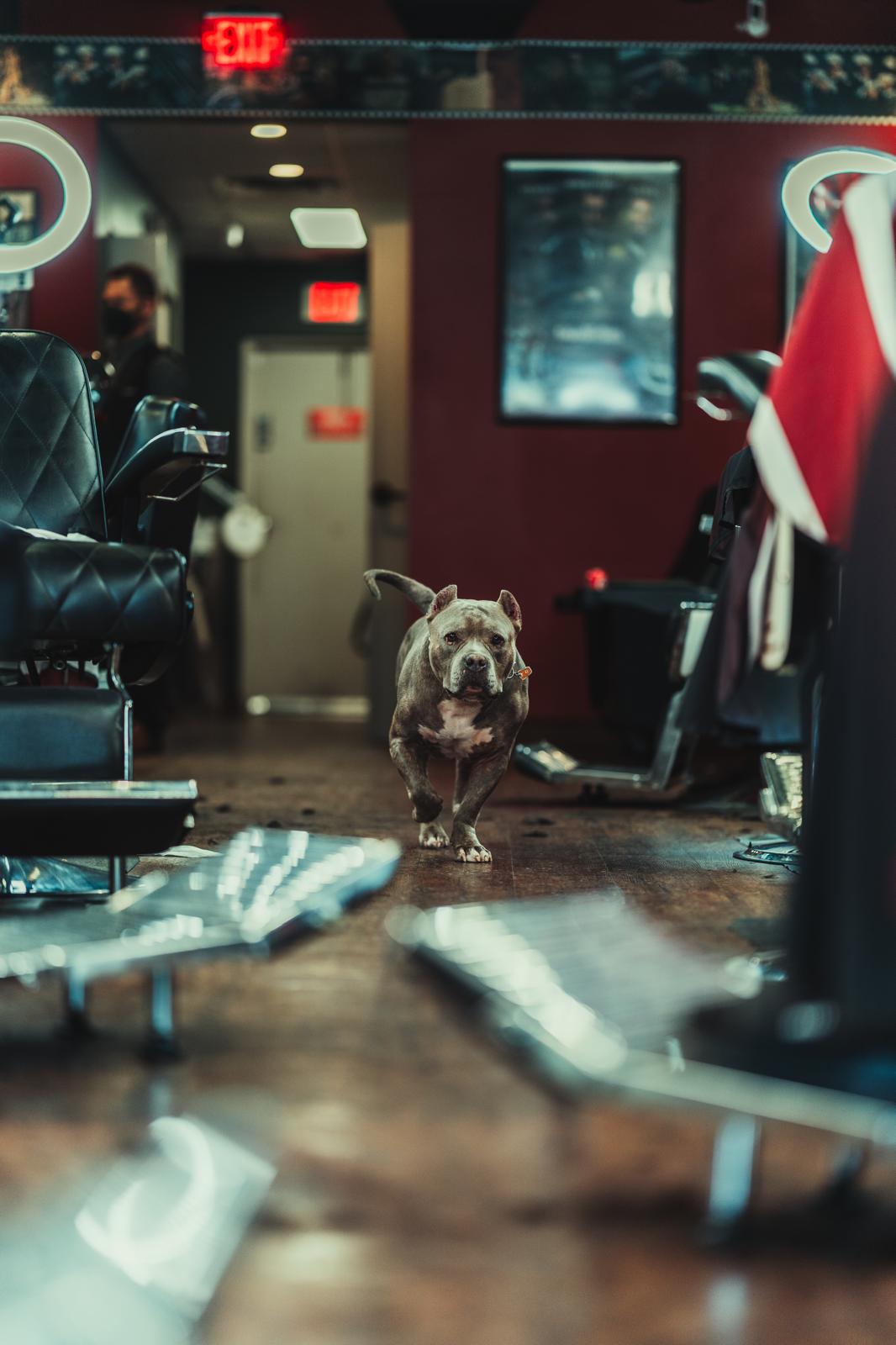 Adrian's loyal companion keeping watch in the barbershop